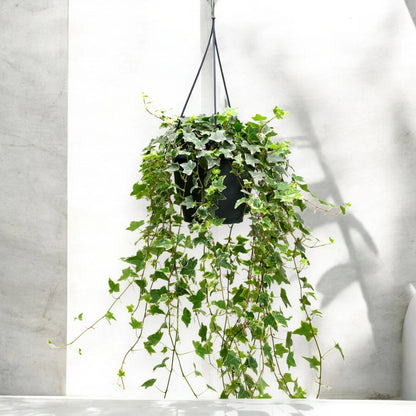 Edera - Hedera helix 'Eva'