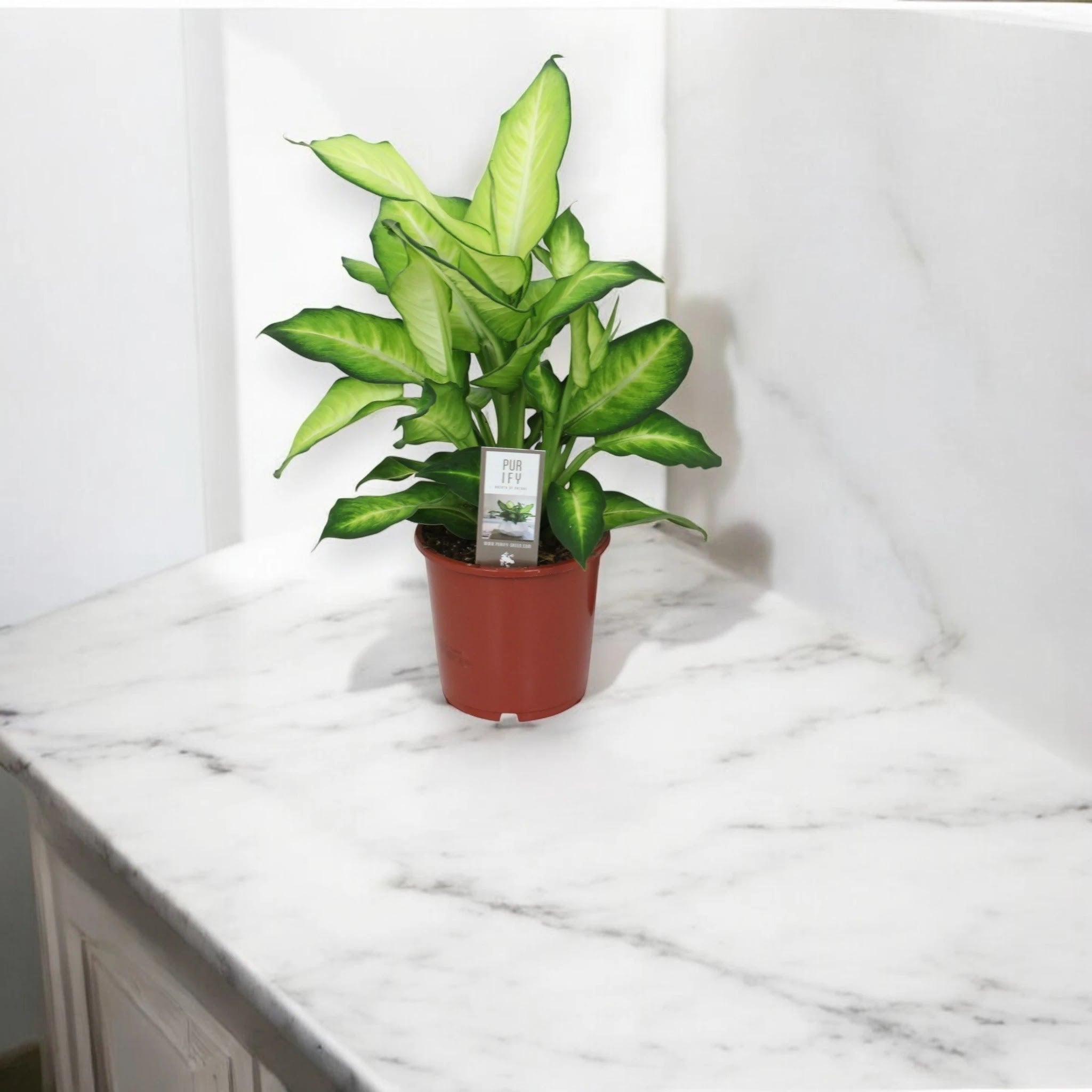 Dieffenbachia 'Summer style'