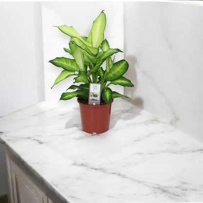 Dieffenbachia 'Summer style'