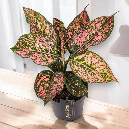 Aglaonema 'Pink Leopard'