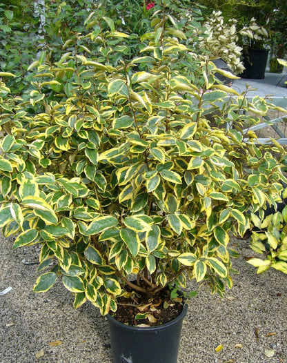 Elaeagnus × ebbingei