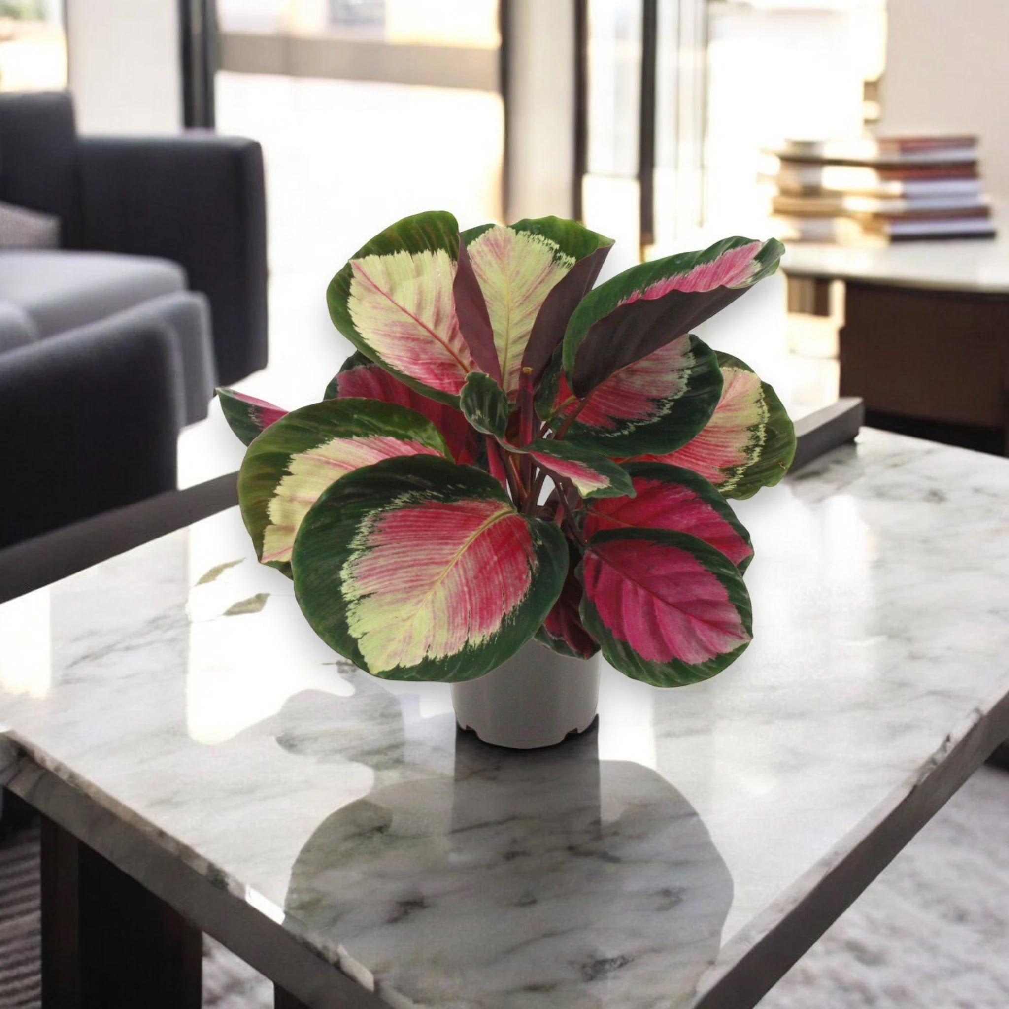 Calathea roseopicta 'Rosy'