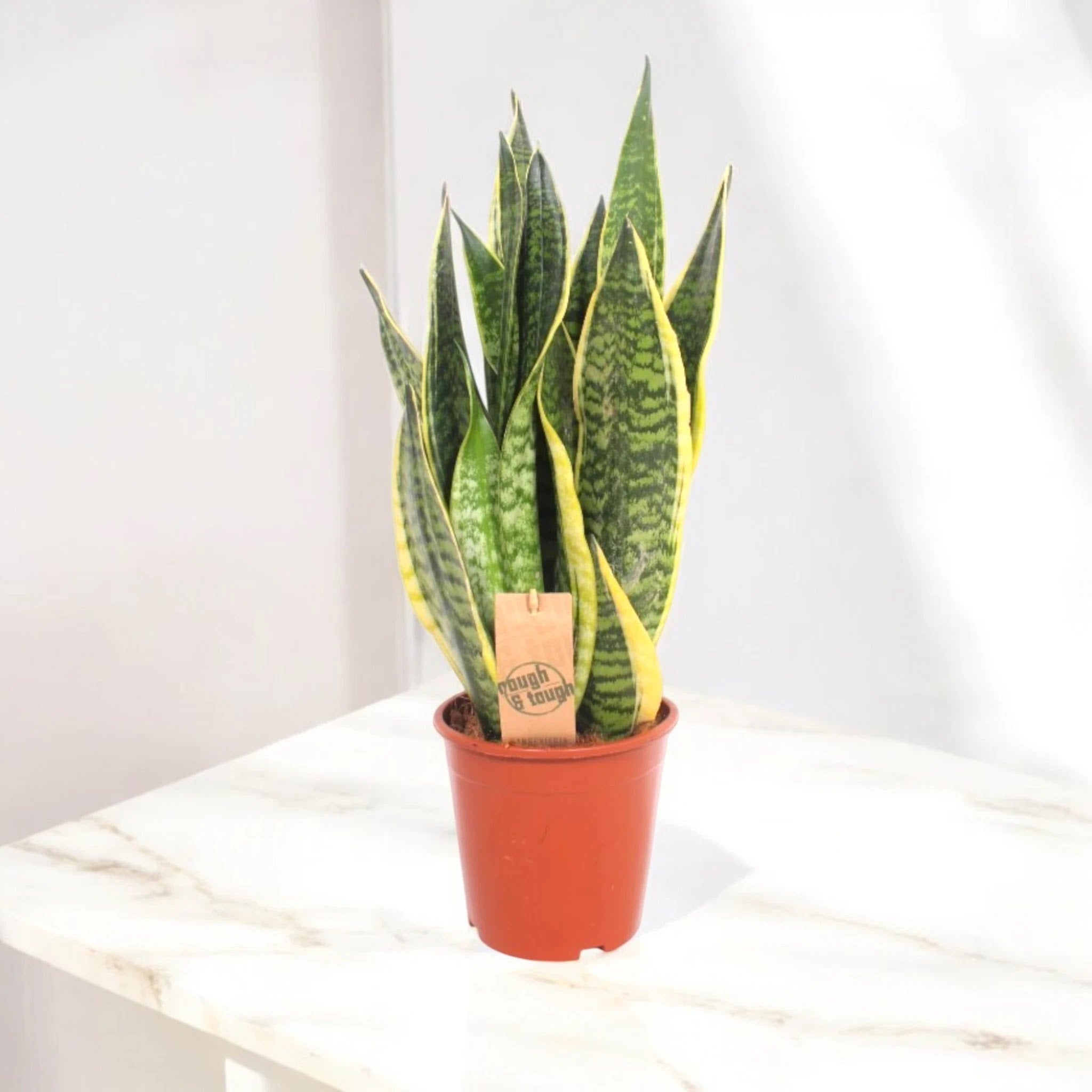 Sansevieria trifasciata 'Futura Superba'
