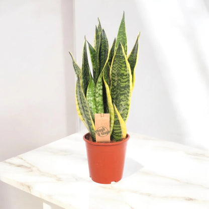 Sansevieria trifasciata 'Futura Superba'