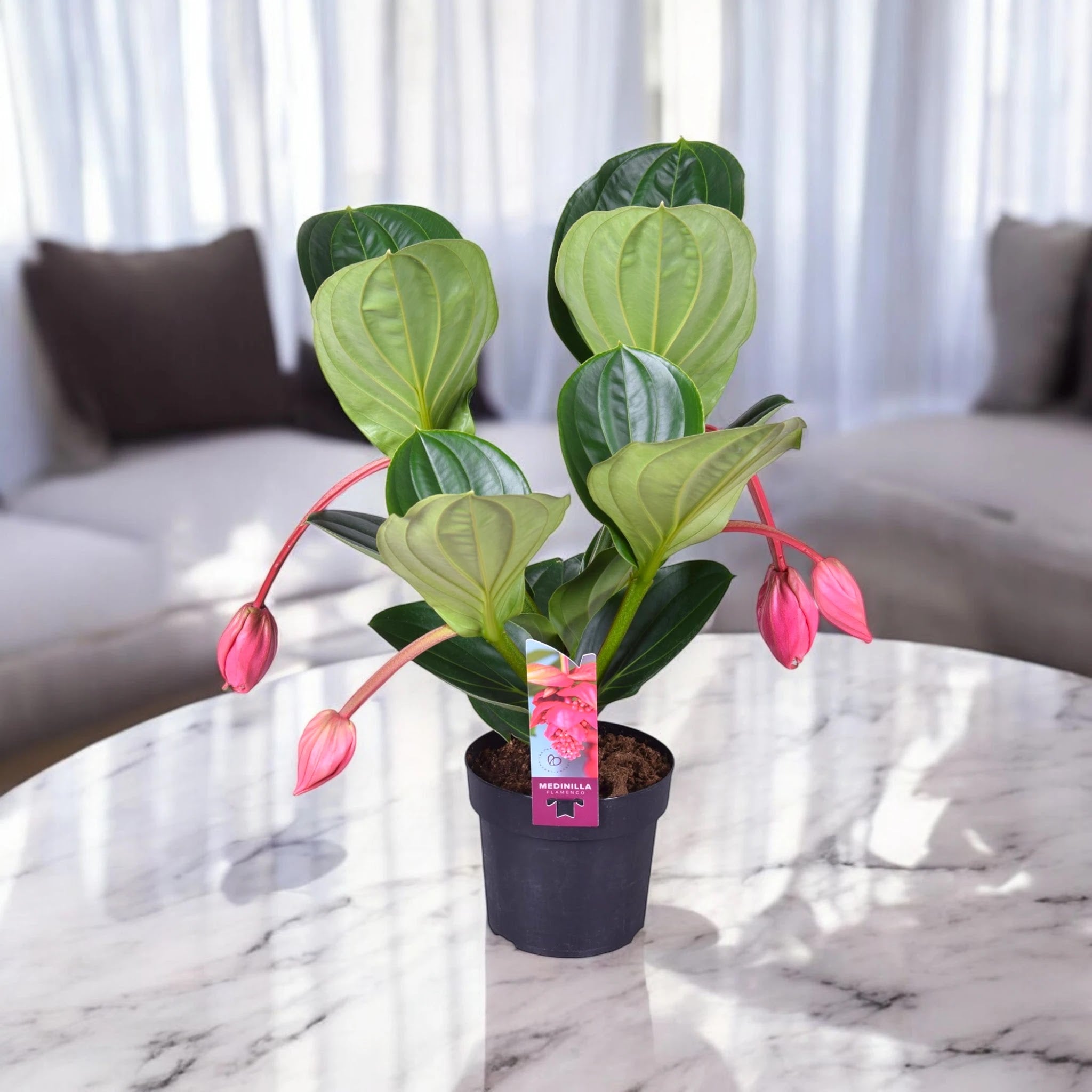 Medinilla magnifica