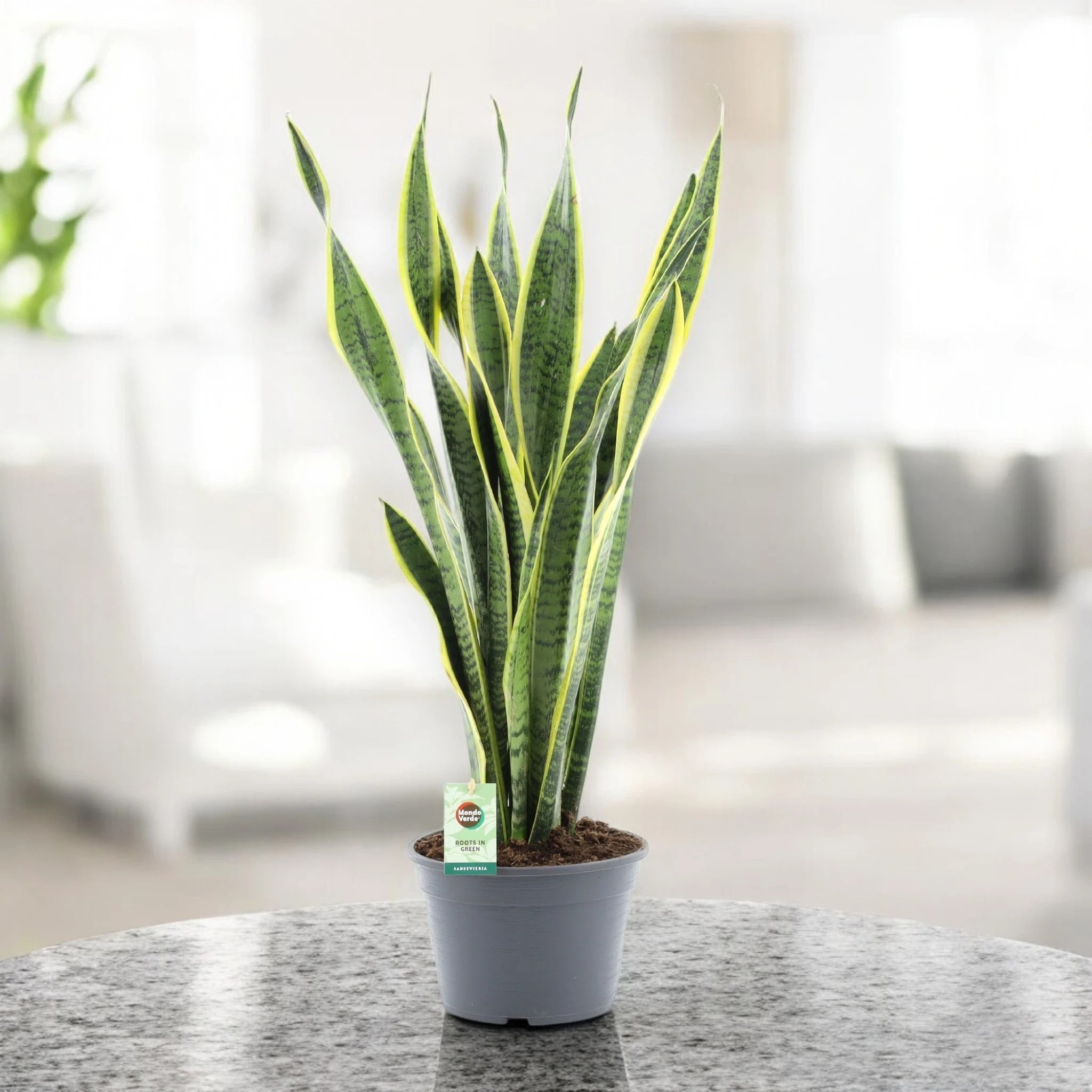 Sansevieria trifasciata 'Laurentii'