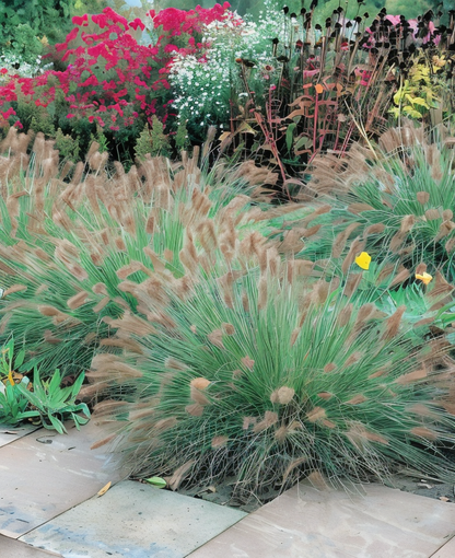 Dettaglio spighe bianco-verdi di Pennisetum alopecuroides Hameln in primo piano