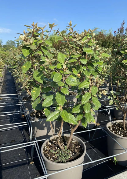 Elaeagnus × ebbingei