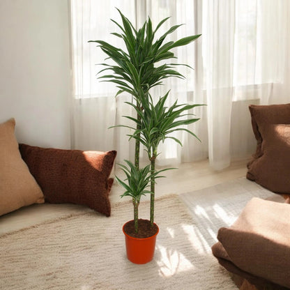 Dracaena fragrans 'Warneckei'