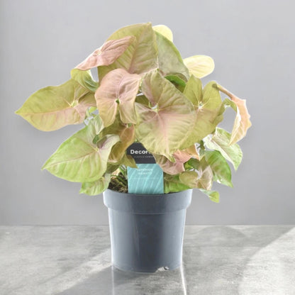 Syngonium Red Heart con foglie a cuore verdi e sfumature rosa in vaso bianco
