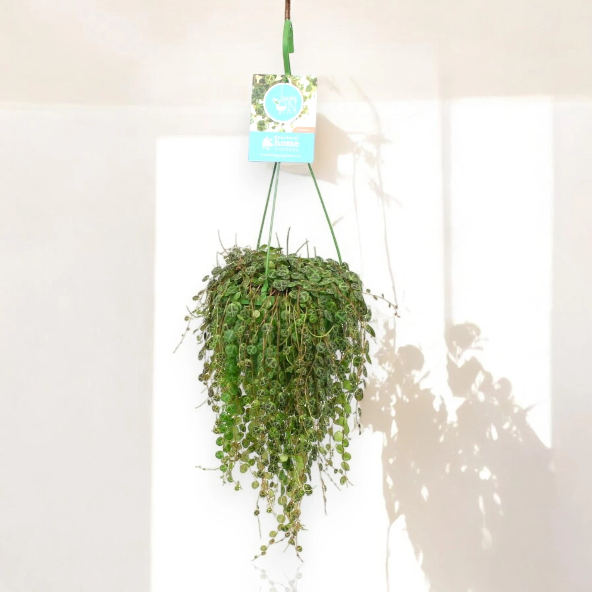 Peperomia prostrata