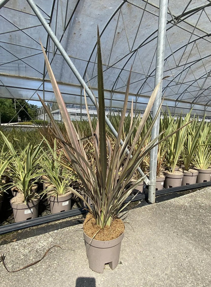 Phormium tenax