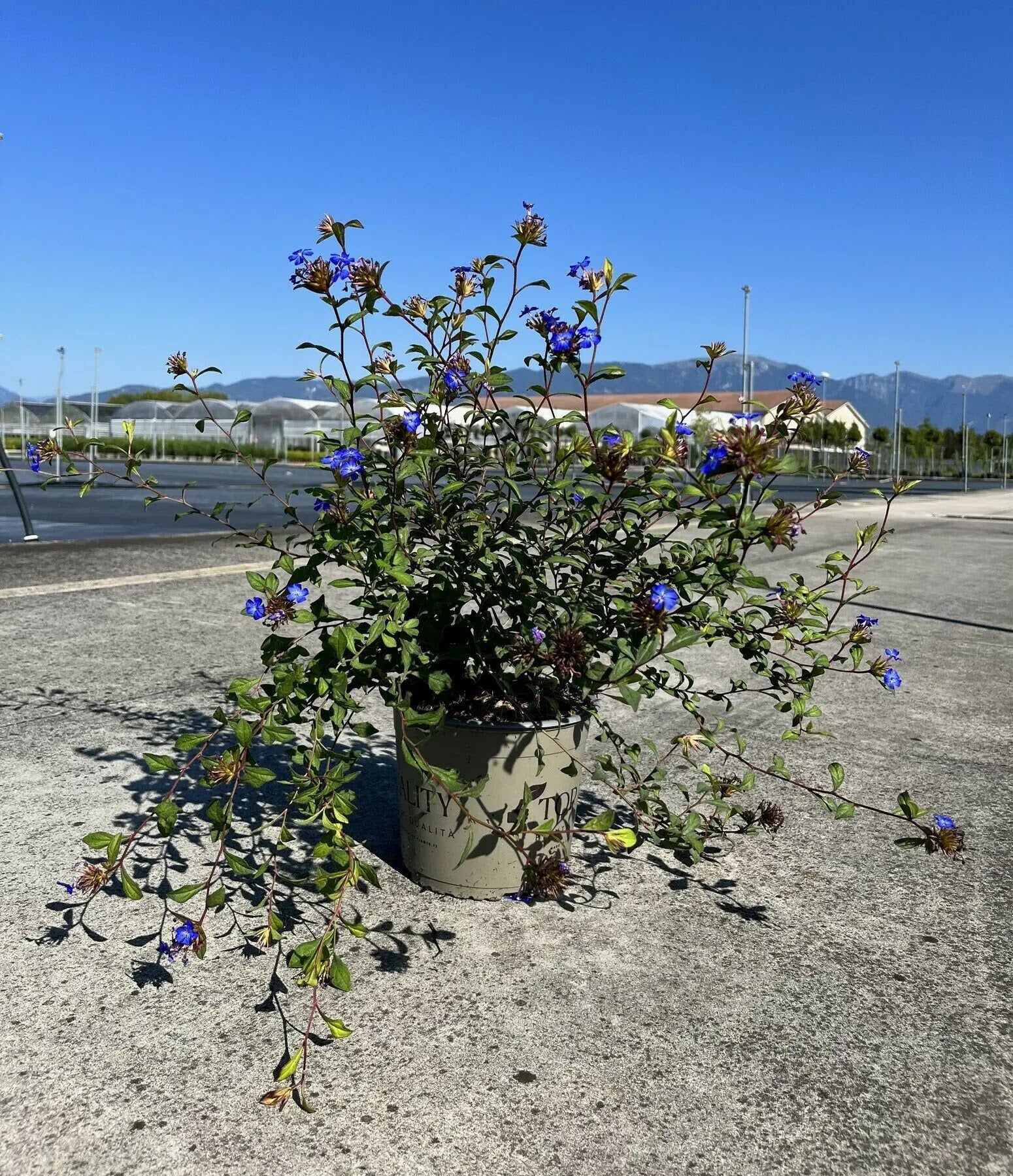 Fiori blu cobalto di Ceratostigma wilmottianum con foglie che virano al rosso