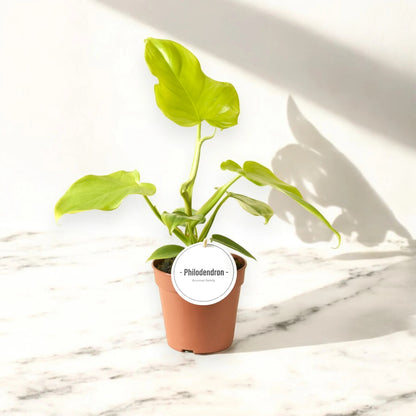 Philodendron 'Golden violin'