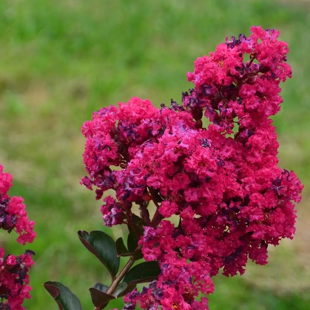 Lagerstroemia indica Indiya Charms con fioritura rossa estiva in giardino
