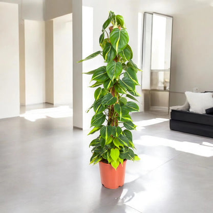 Philodendron scandens