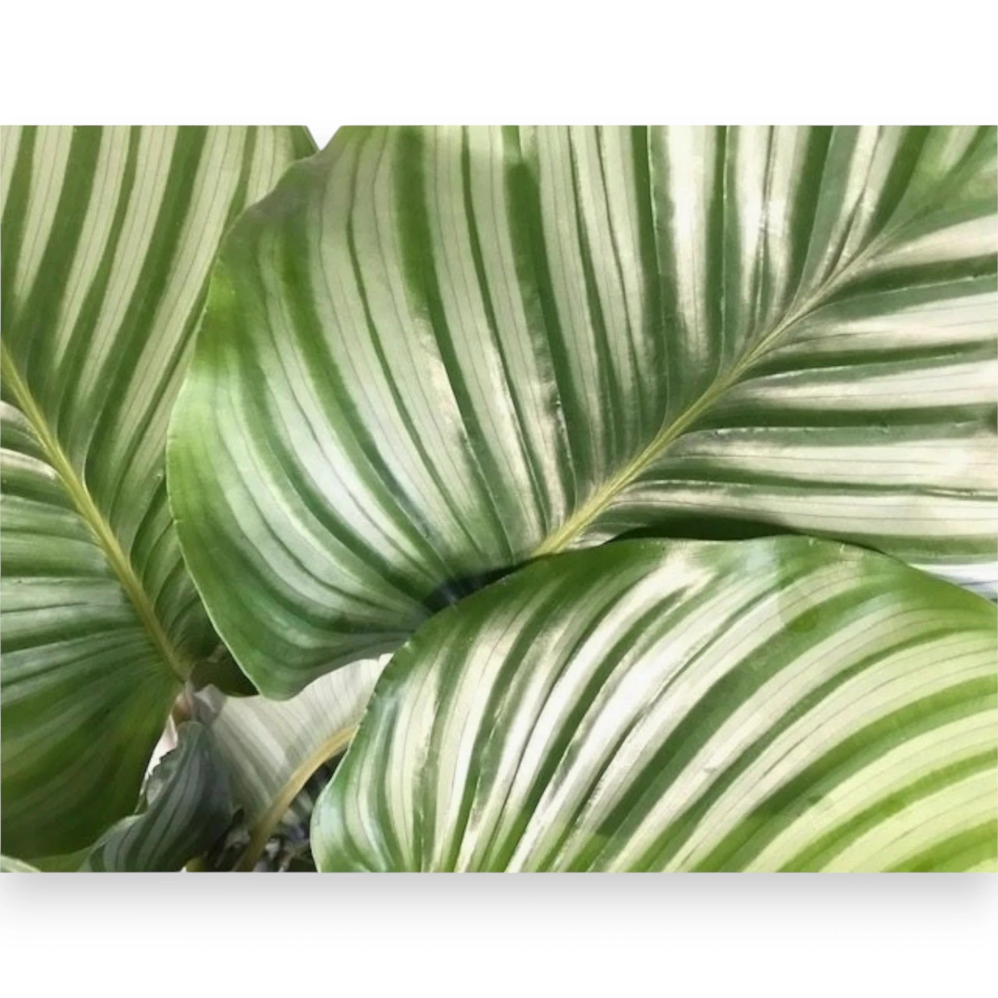 Calathea orbifolia