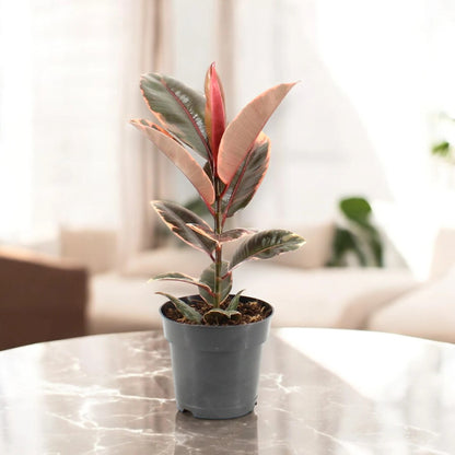 Ficus elastica 'Belize'
