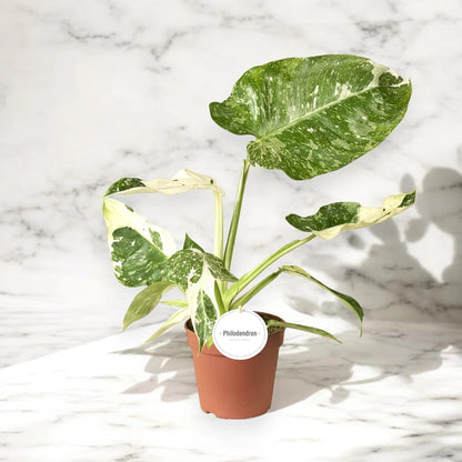 Philodendron 'Jose buono'