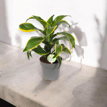 Dracaena fragrans 'Dorado'