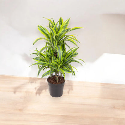 Nandina domestica 'Lemon-Lime'