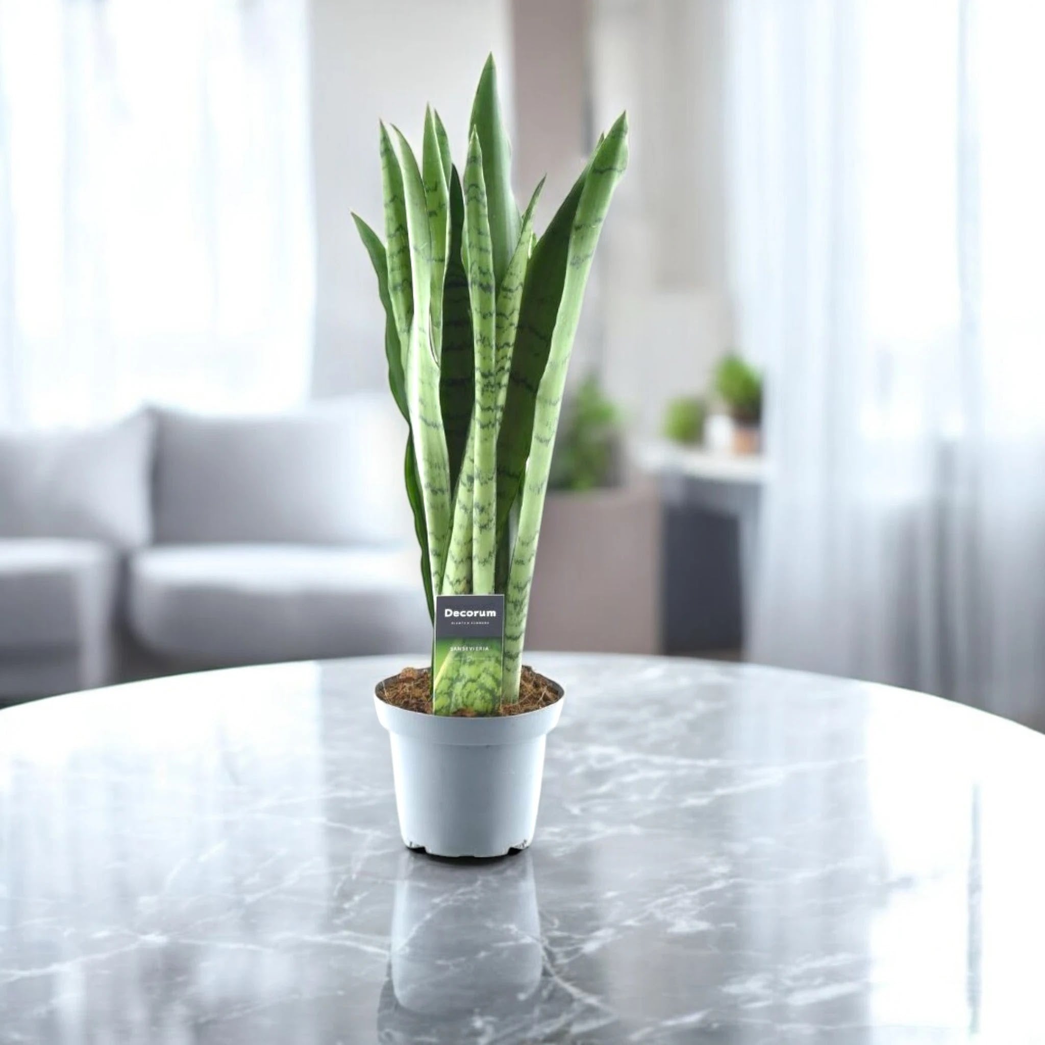 Sansevieria trifasciata 'Spearmint'