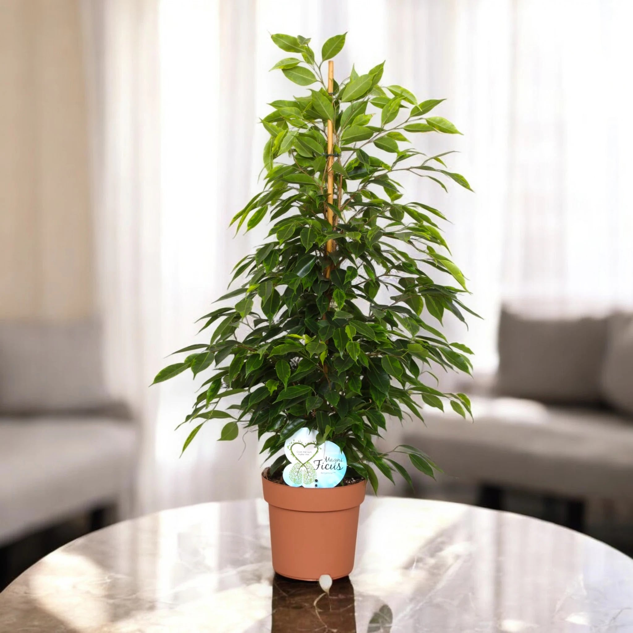 Ficus benjamina 'Anastasia'