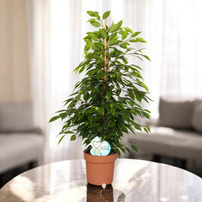 Ficus benjamina 'Anastasia'