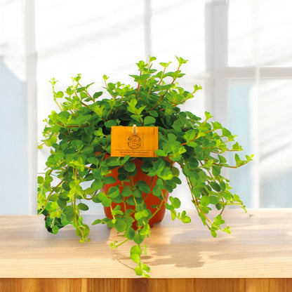 Peperomia rotundifolia