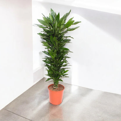 Dracaena fragrans 'Janet Lind'