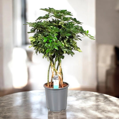 Schefflera arboricola 'Compacta'