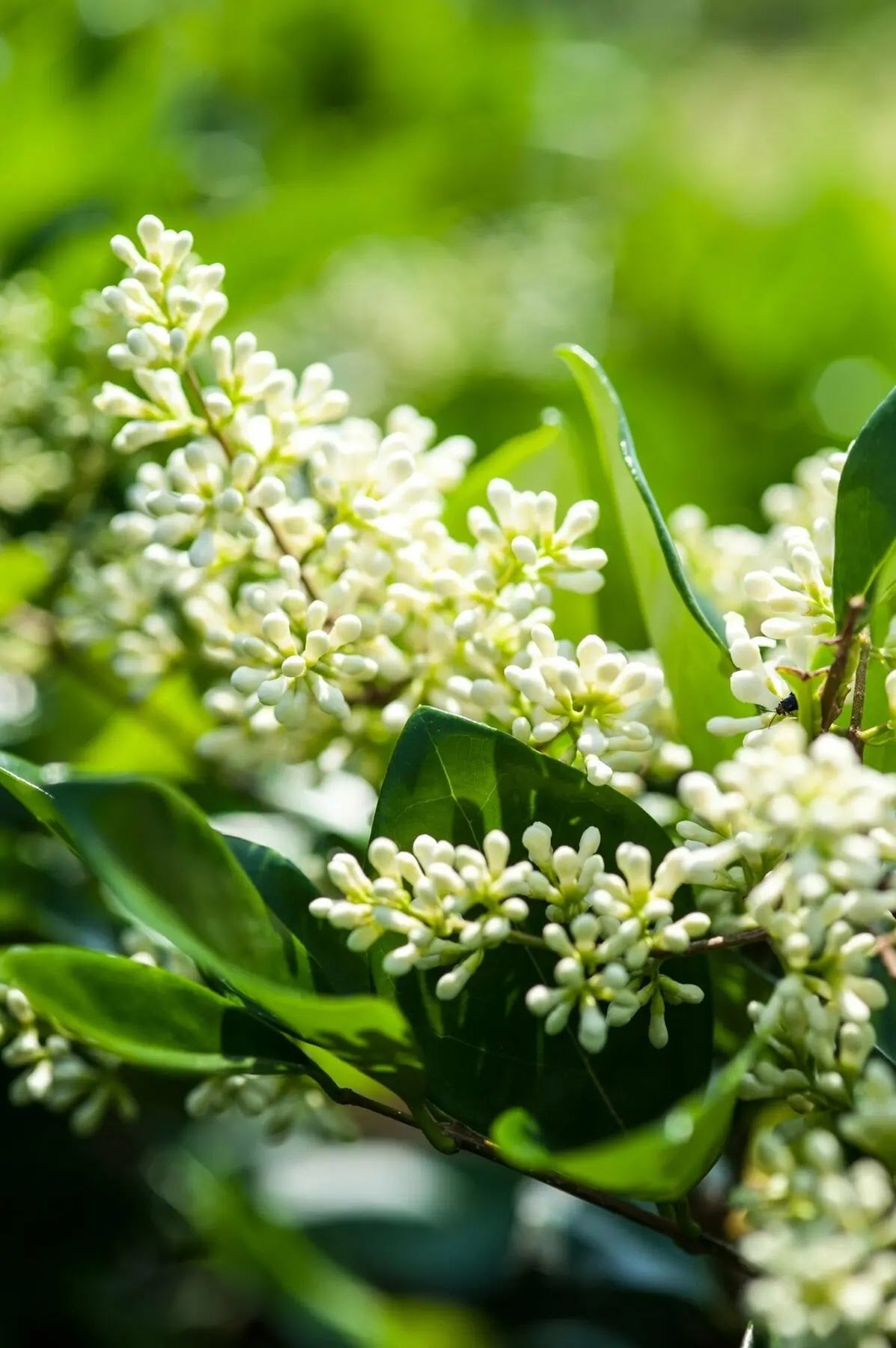 Ligustro - Ligustrum texanum