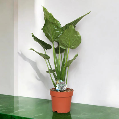 Alocasia cucullata pianta da interno con foglie verdi lucide a forma di cucchiaio in vaso decorativo