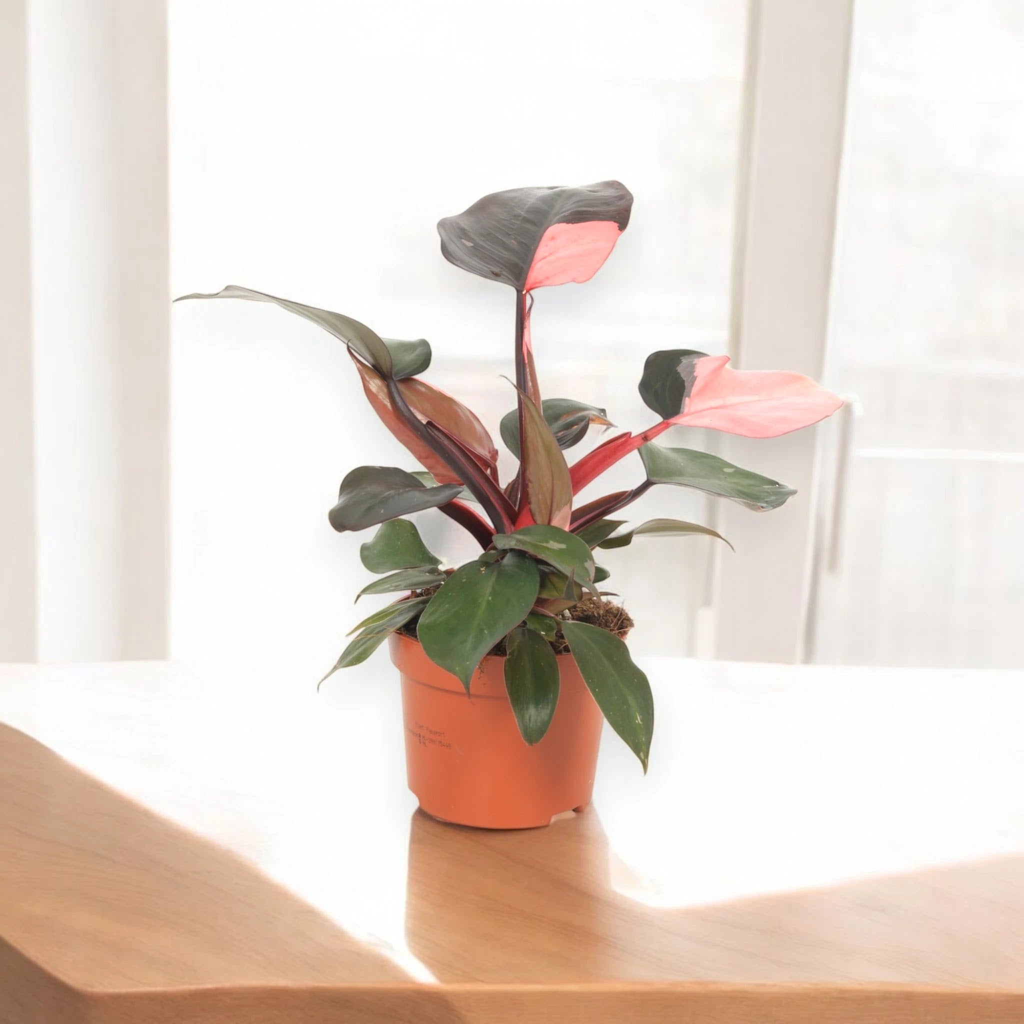 Philodendron 'Pink Princess'