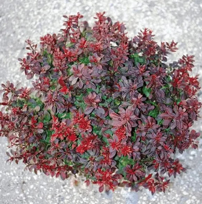 Berberis thunbergii Bagatelle arbusto nano compatto con fogliame rosso porpora in giardino