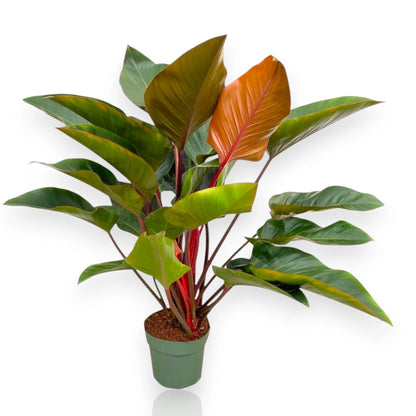 Philodendron 'Red Beauty'