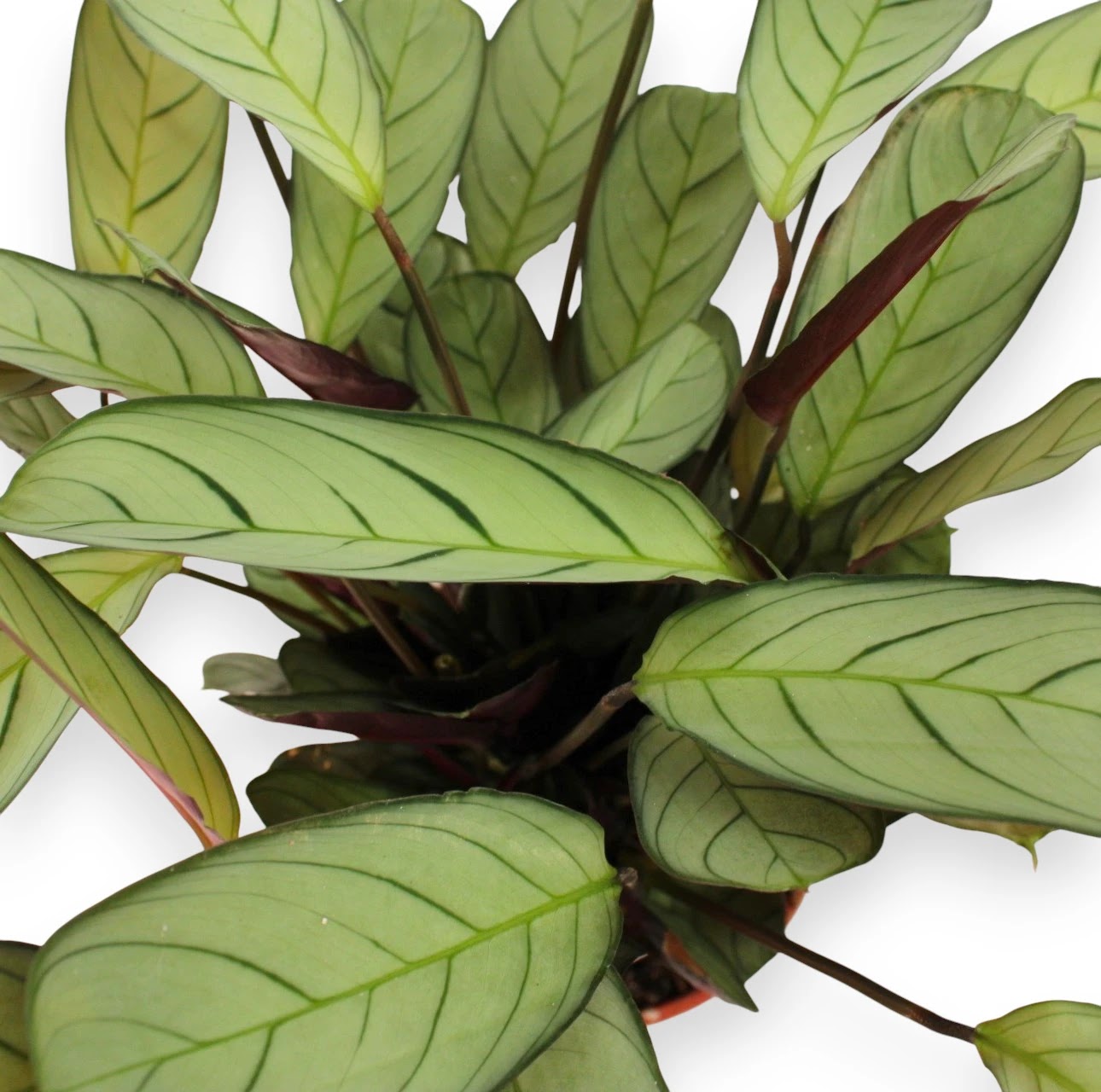 Dettaglio foglia Ctenanthe burle-marxii Amagris con variegatura bianco-crema e verde intenso