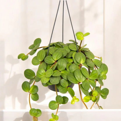 Peperomia tetraphylla 'Hope'