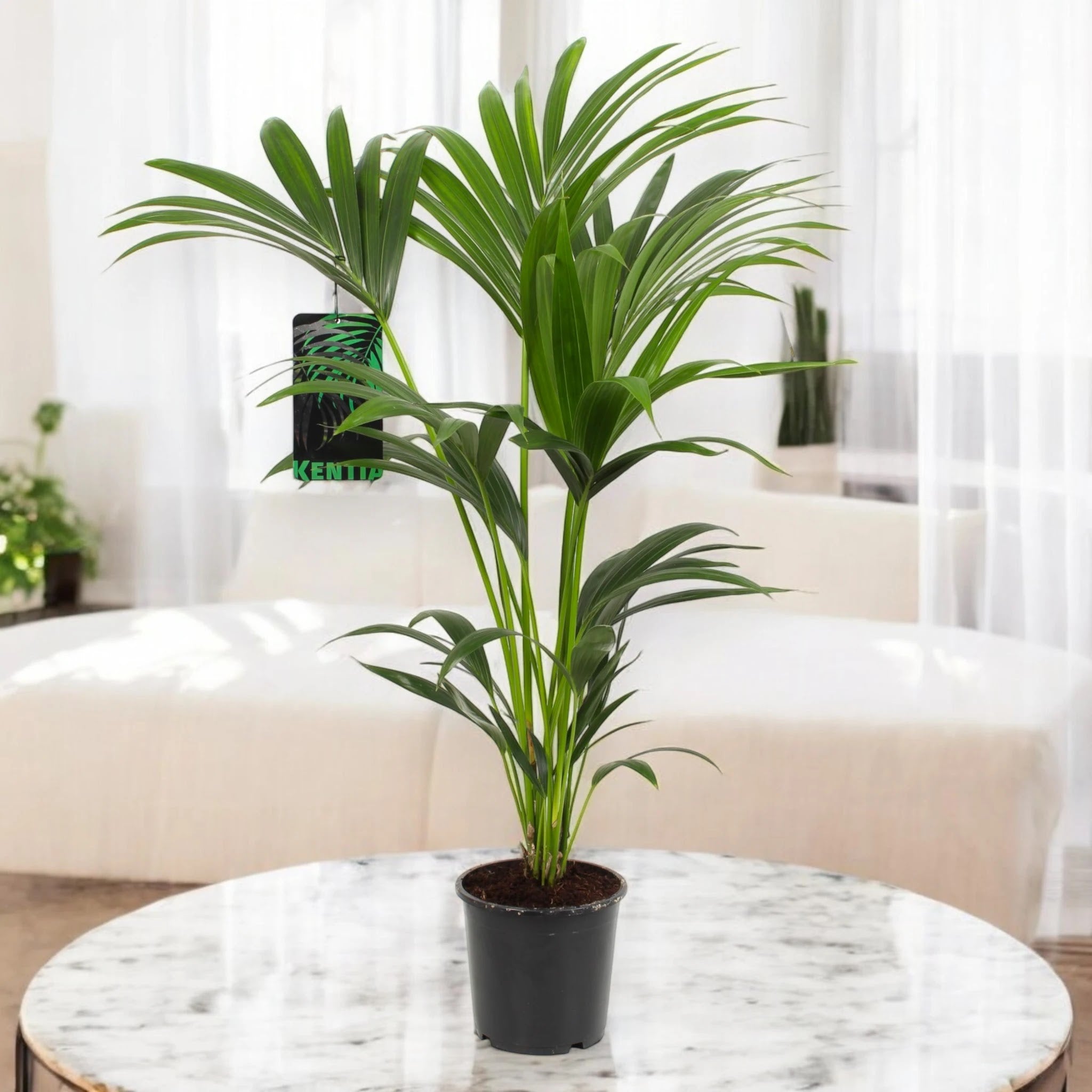 Howea forsteriana (Kentia)