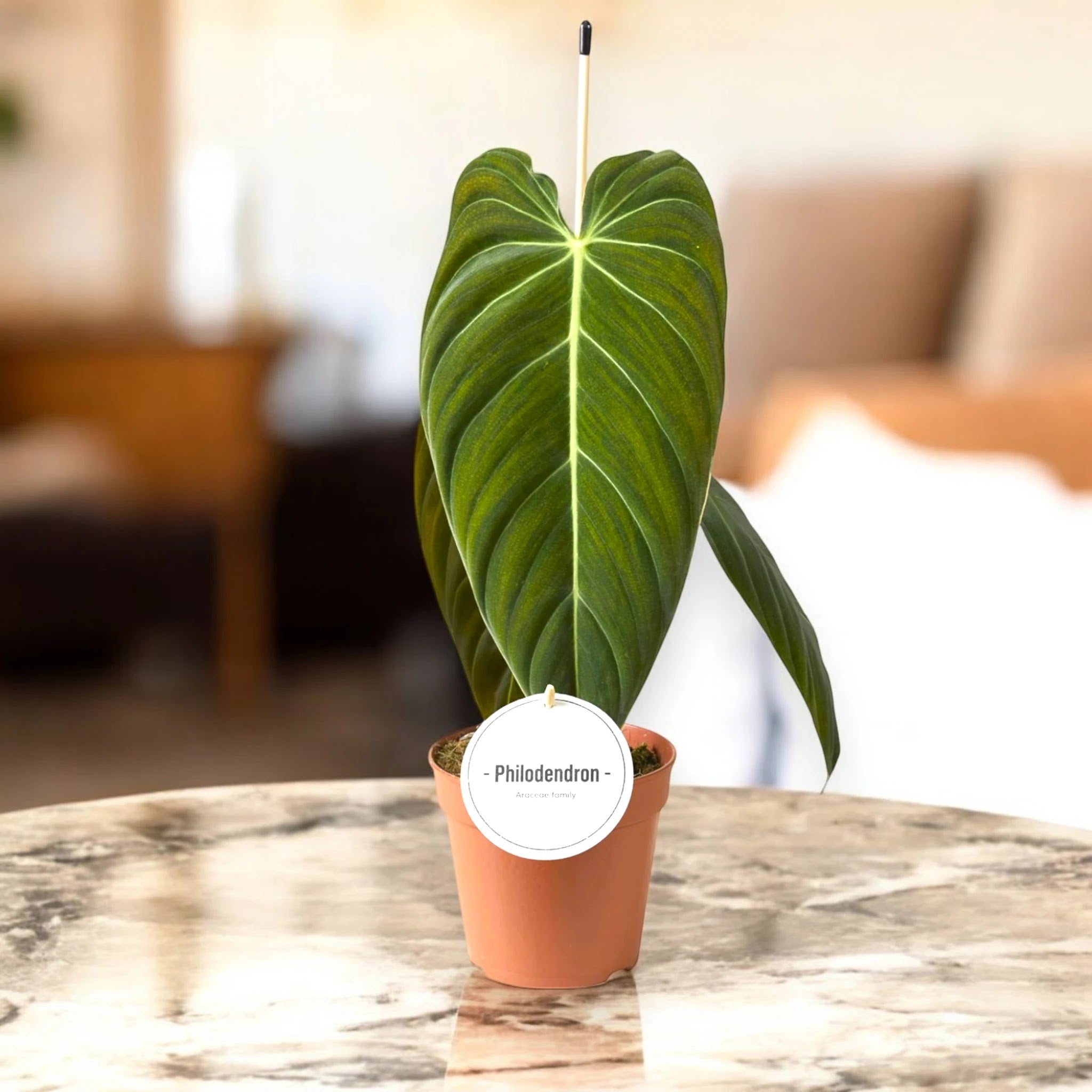 Philodendron melanochrysum