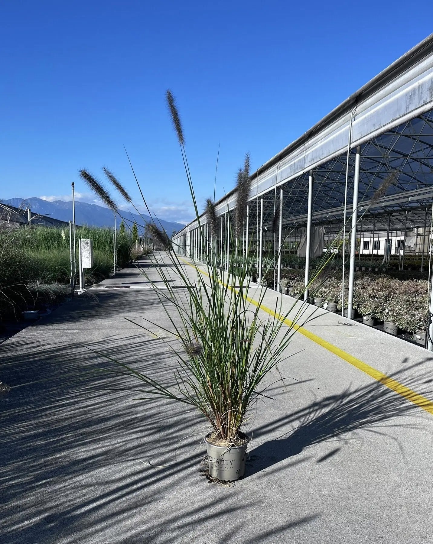 Dettaglio delle spighe bruno-rosate di Pennisetum alopecuroides Foxtrot tra il fogliame verde