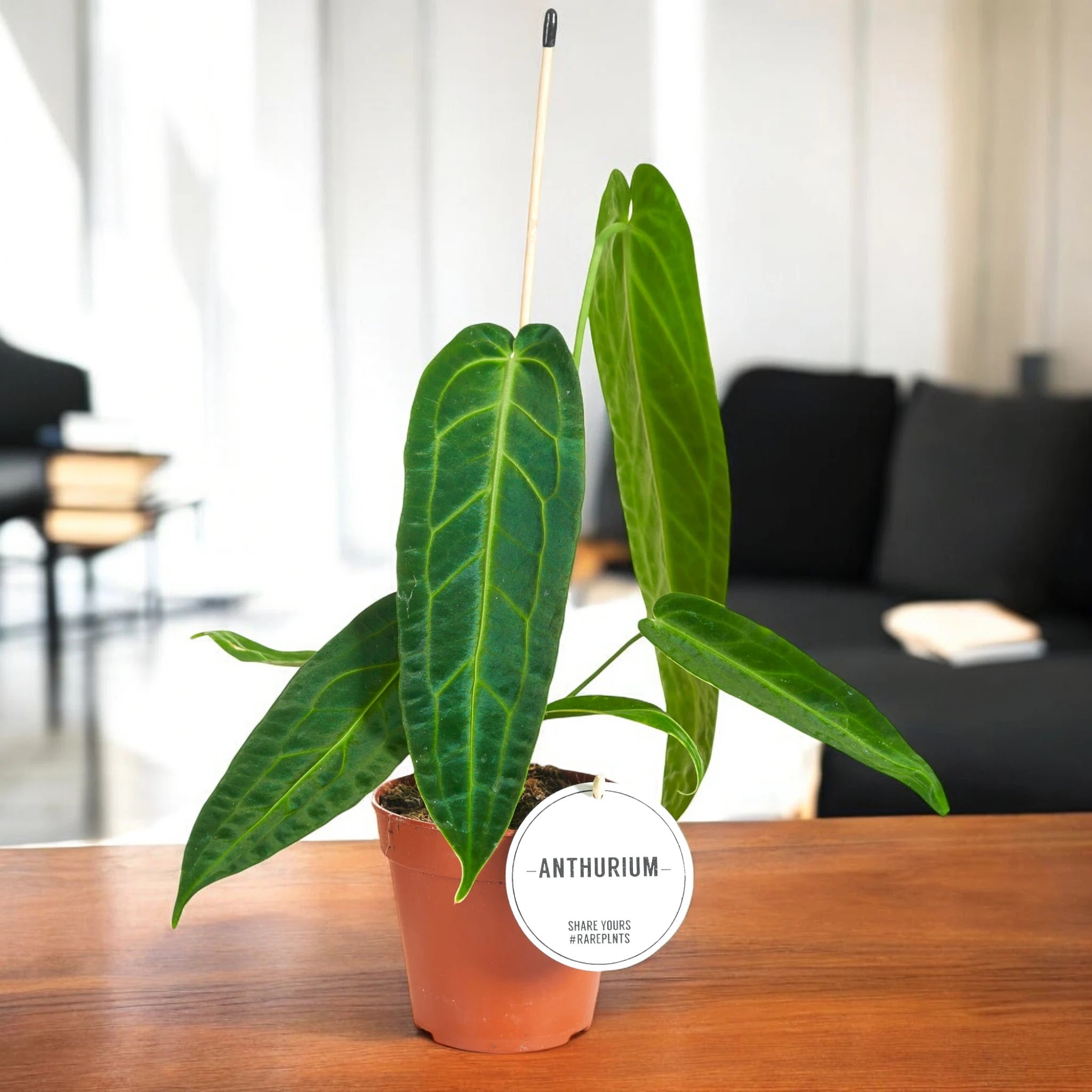 Anthurium warocqueanum