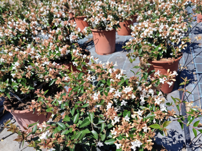 Abelia grandiflora
