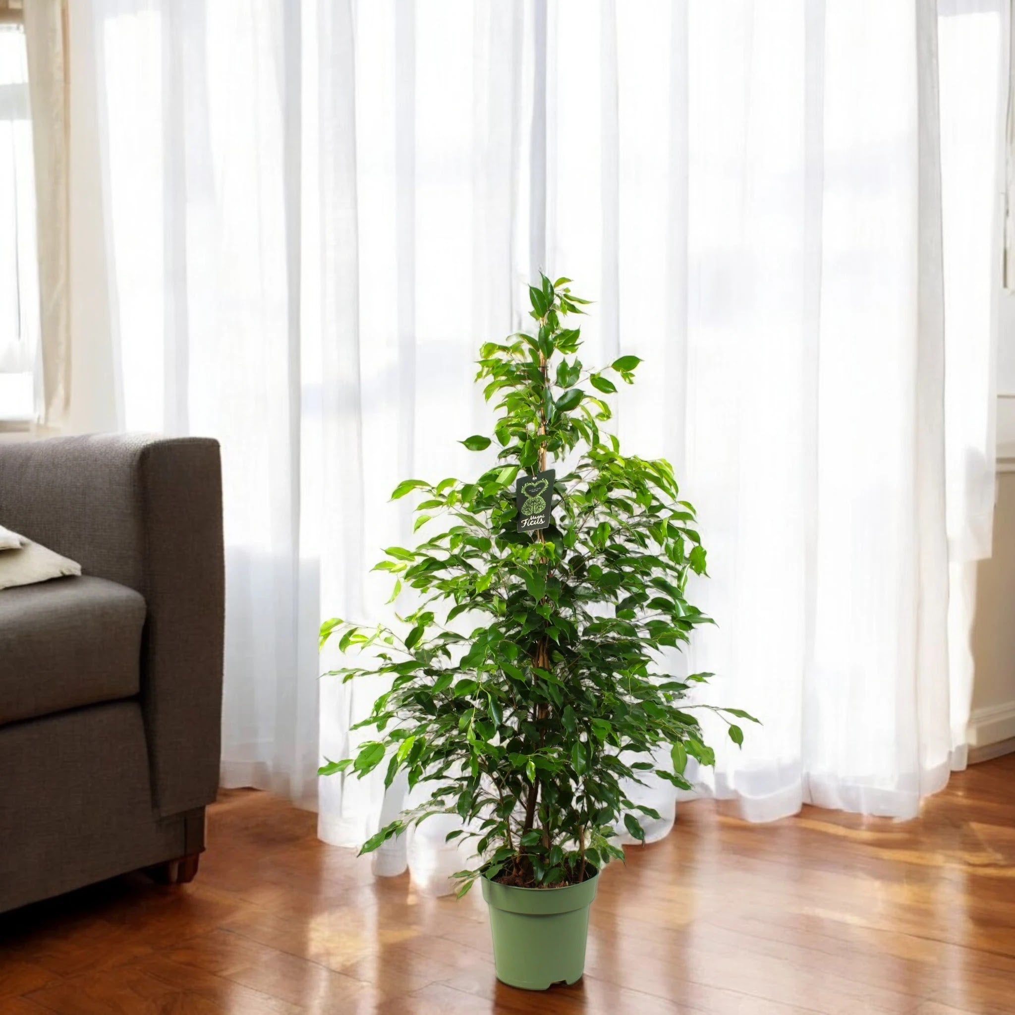 Ficus benjamina 'Exotica'