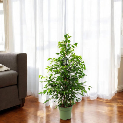Ficus benjamina 'Exotica'
