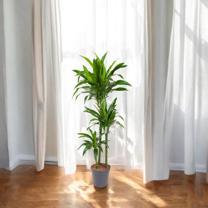 Dracaena fragrans 'Janet craig'