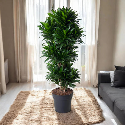 Dracaena fragrans 'Compacta'