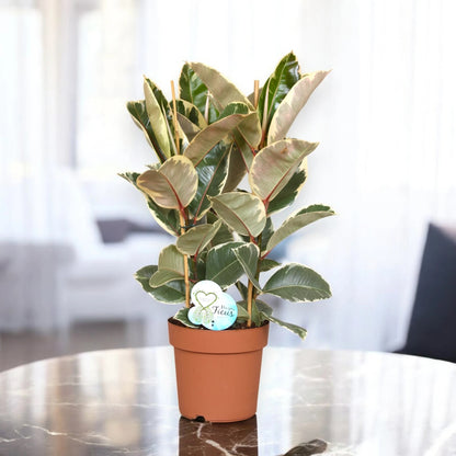Ficus elastica 'Tineke'
