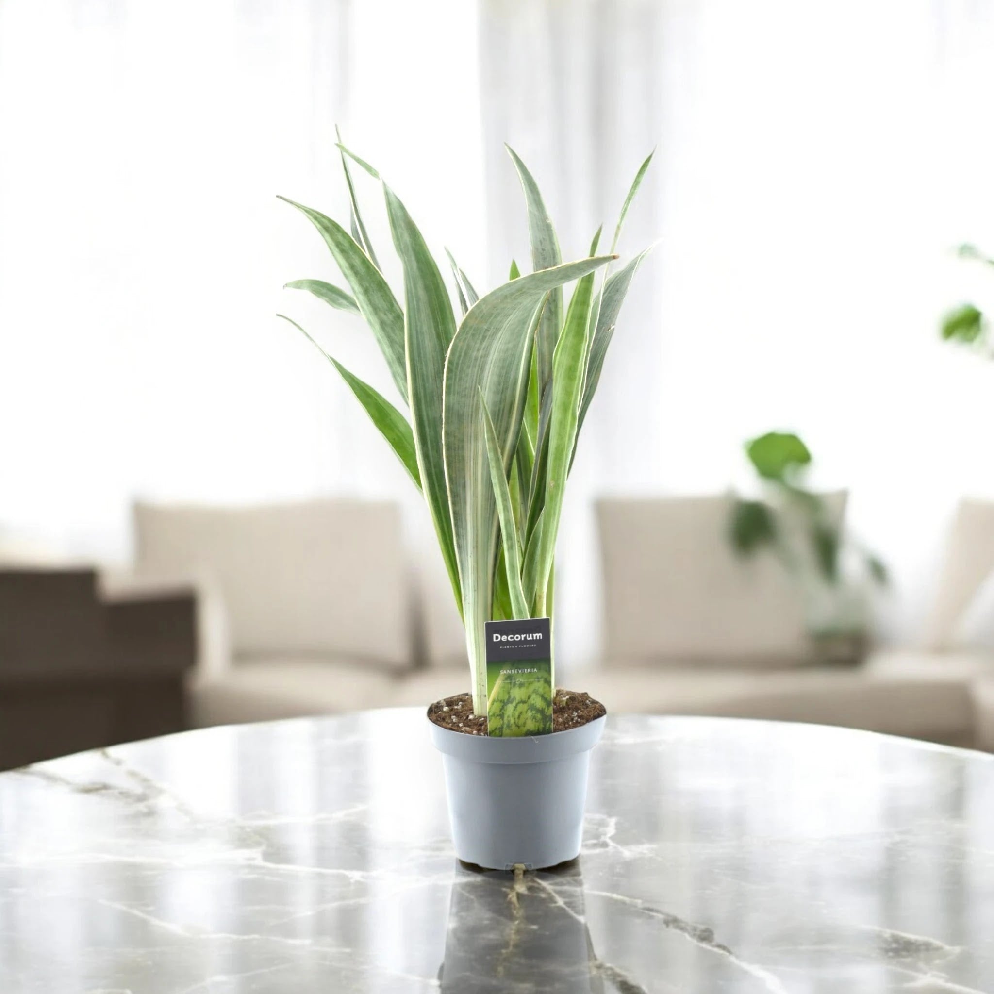 Sansevieria trifasciata 'Metallica'
