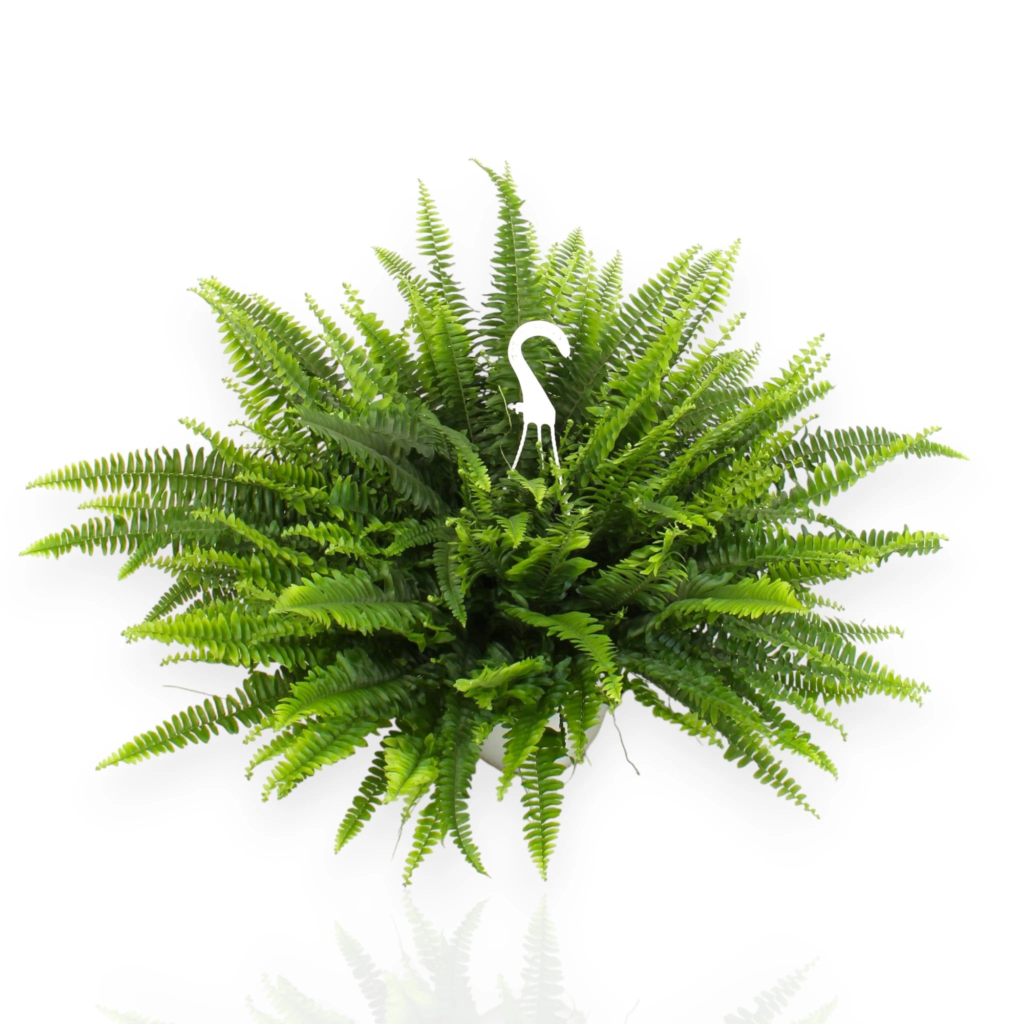 Nephrolepis exaltata Sonata, felce Boston compatta in vaso con fronde verdi pennate per interni